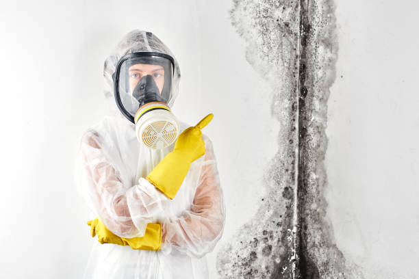 Best Attic Mold Removal  in Baxter Springs, KS